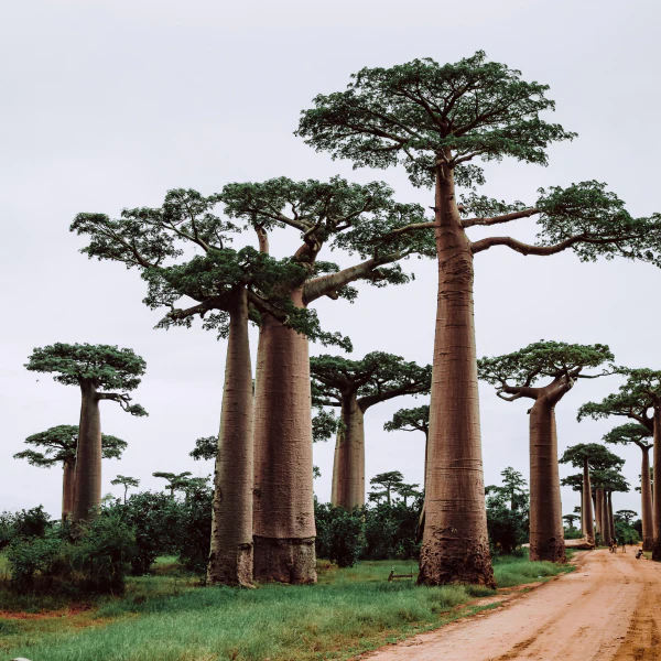 Cymbiotika_Rastlinný_Proteín_Baobab_sunvibe.eu