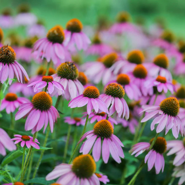 Cymbiotika_Čierna_Baza_Echinacea_sunvibe.eu