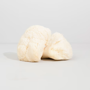 knowledgeCenter-lions-mane-extract