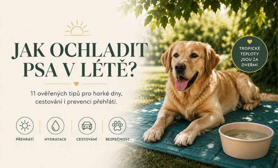 Jak ochladit psa v létě? 11 ověřených tipů pro horké dny