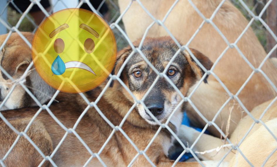 Nový zákon dá větší tresty za týrání a množírny!