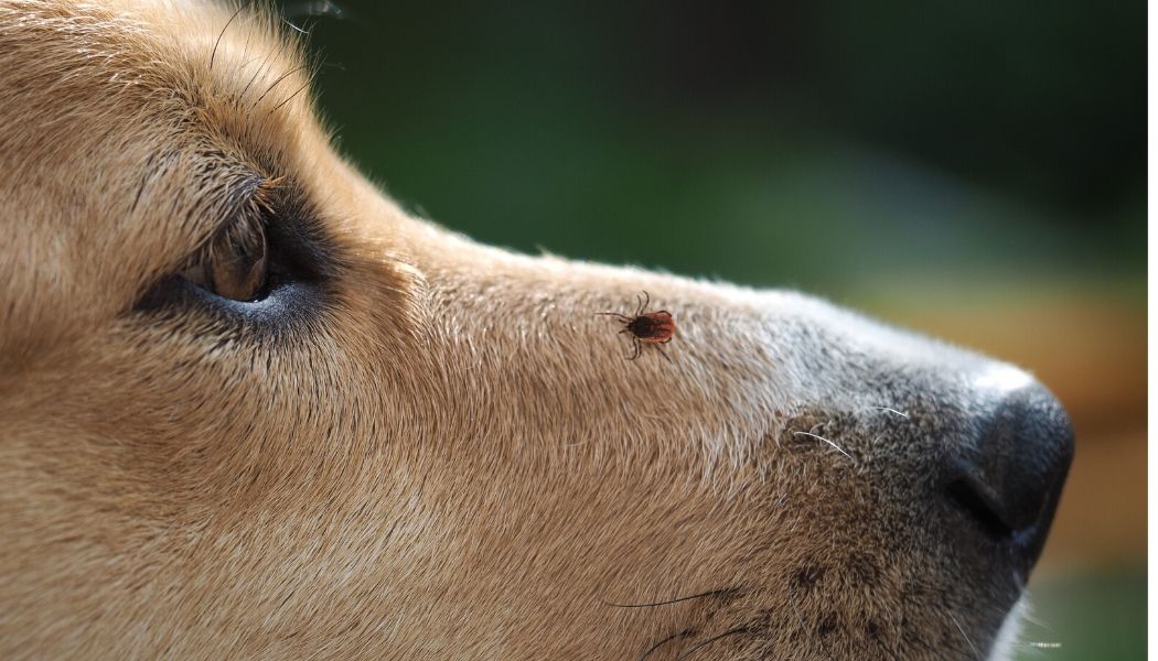 6 kroků jak správně vyndat klíště