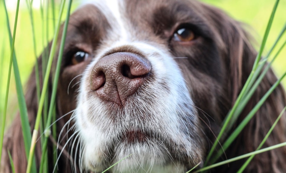 5 důvodů, proč pes žere trávu