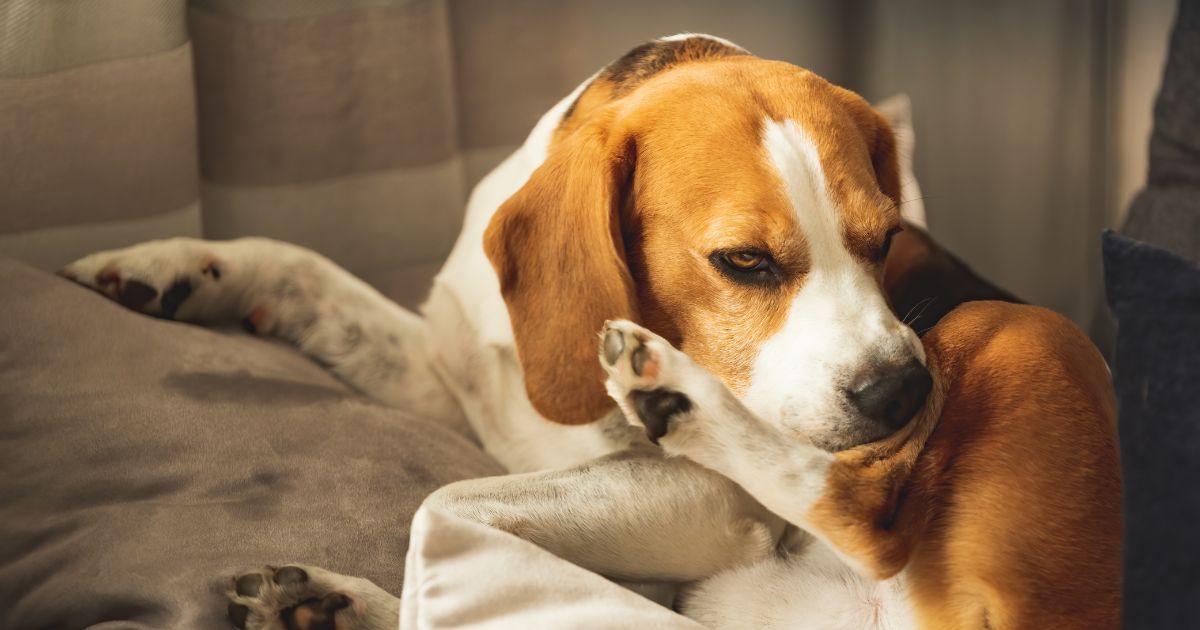 Nejčastější alergie u psa – jak se projevují?