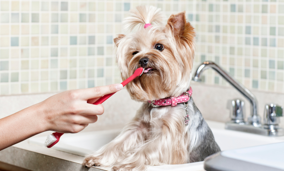 4 kroky jak zvykat psa na čištění zubů