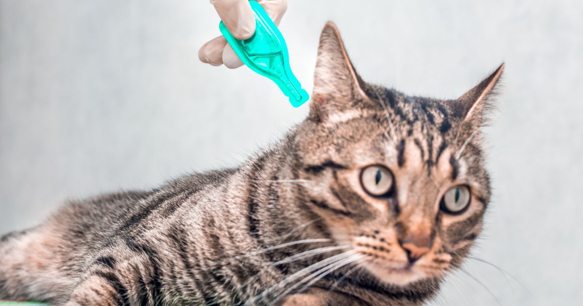 3 tipy na nejlepší přípravek proti blechám pro kočky