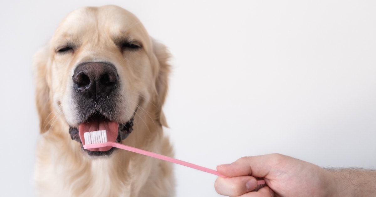 8 tipů, jak na zápach z tlamy a čištění zubů u psa