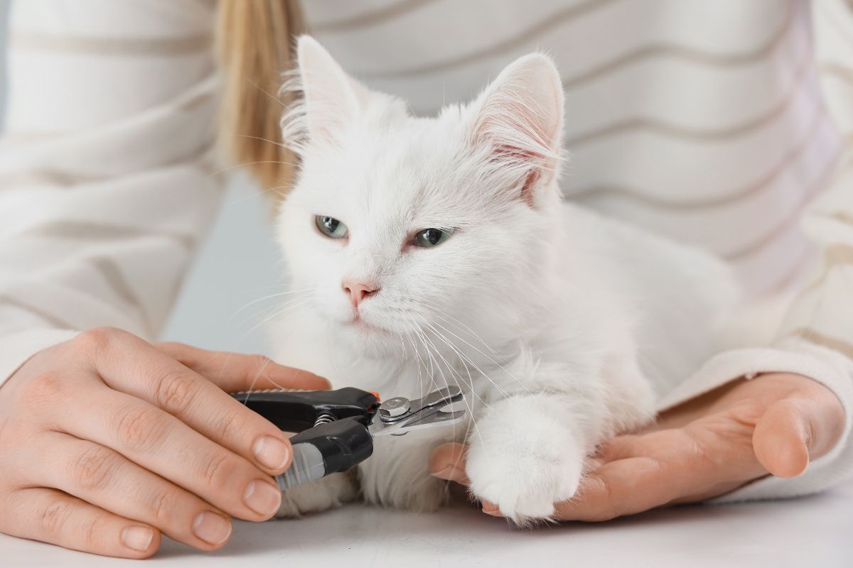 Jak ostříhat kočce drápky a má se to vůbec?