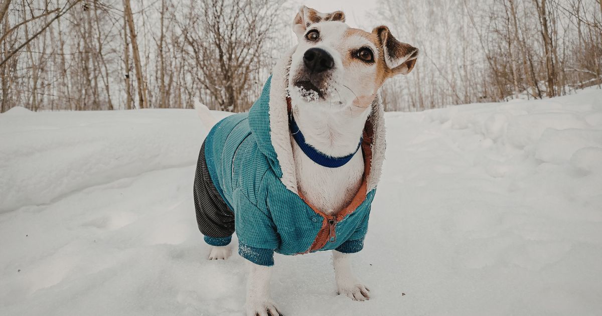 Jak poznat, že je psovi zima?