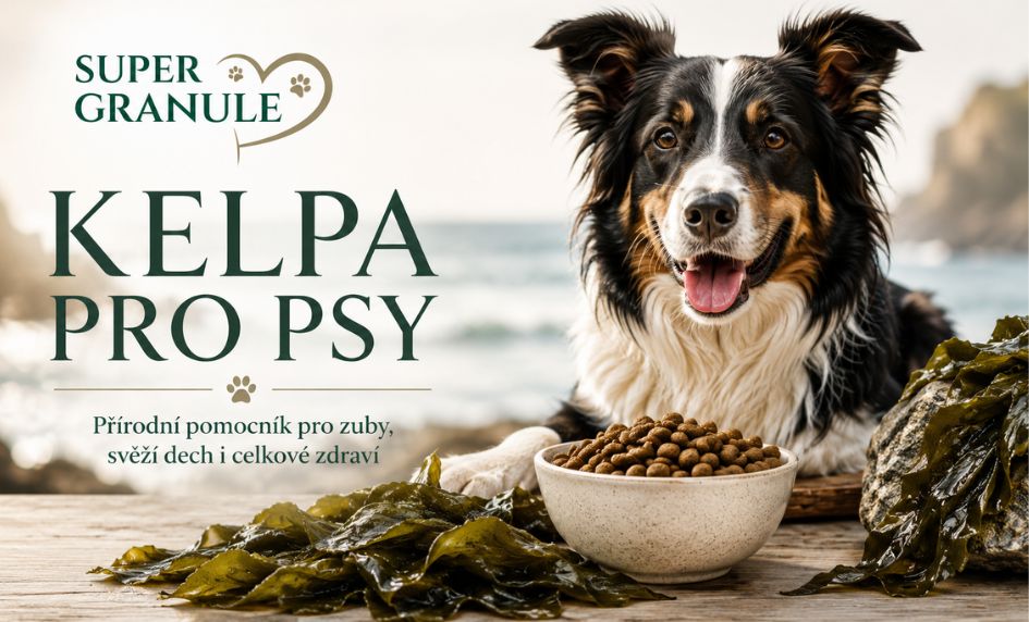 Kelpa pro psy: Přírodní pomocník pro zuby, svěží dech i celkové zdraví
