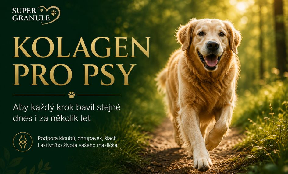Kolagen pro psy – kdy má smysl ho podávat?