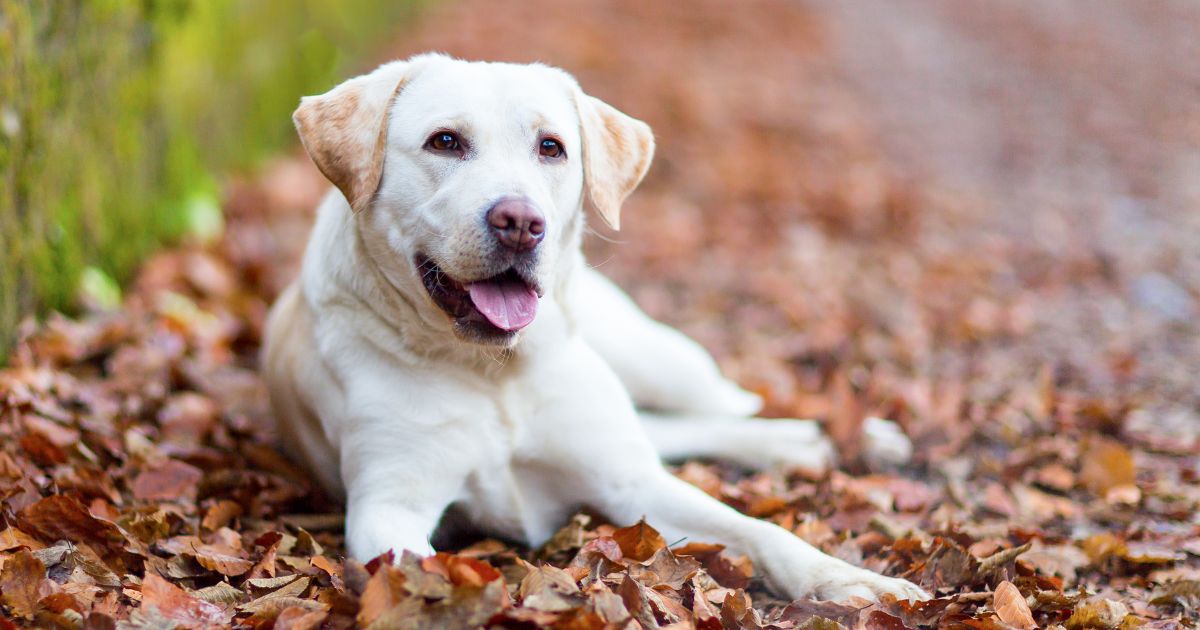 Labrador – vše, co byste měli vědět