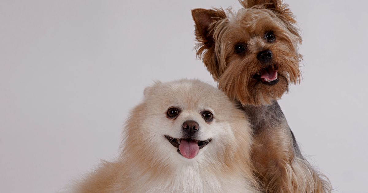 Malá plemena psů – jaká se hodí k dětem i do bytu?