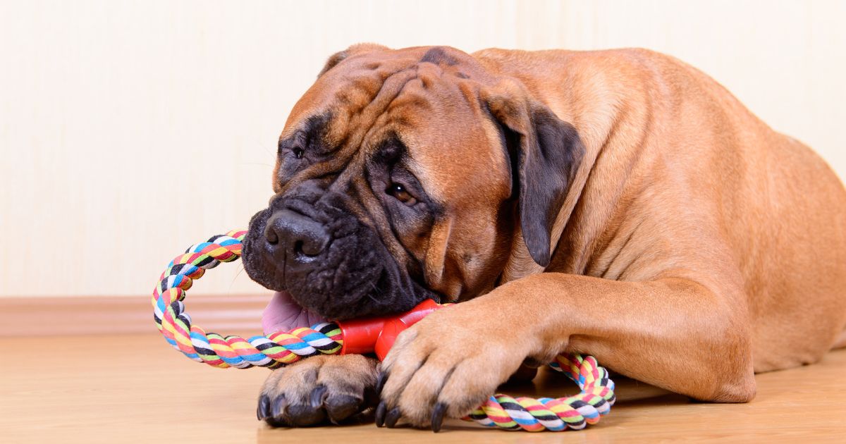 10 tipů na nejlepší hračky pro psy