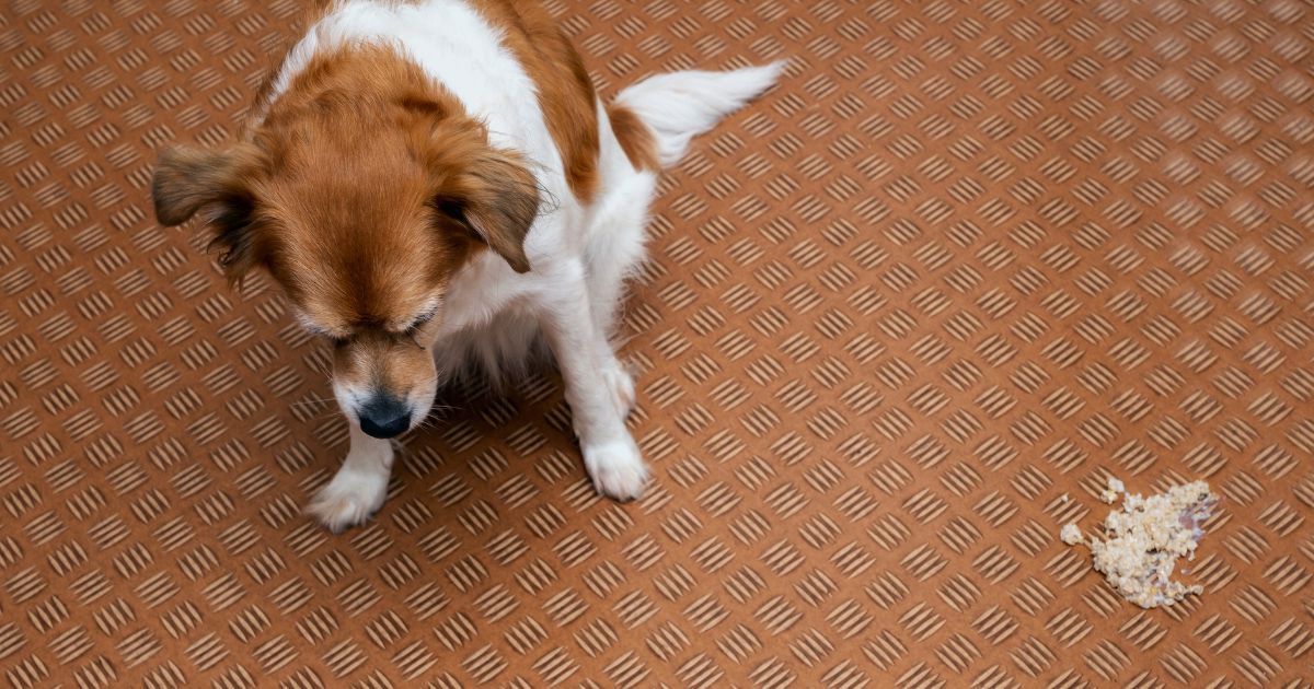 Otrava psa: Jak ji poznat a co dělat, když jde o minuty