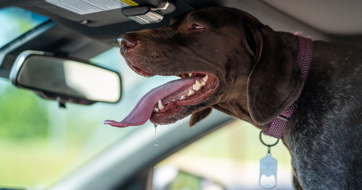 Pes v rozpáleném autě: jak předejít přehřátí u psa