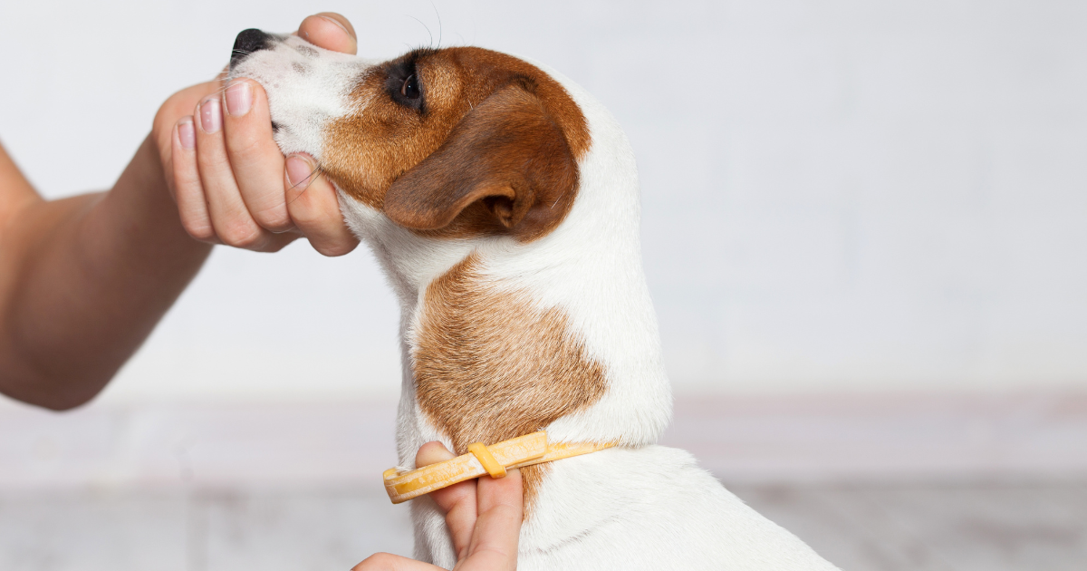 Přenos nemocí z klíšťat na psy a kočky
