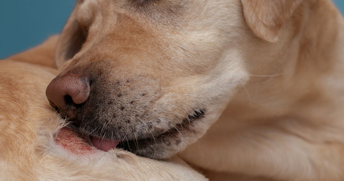 Svrab u psa, příznaky a léčba