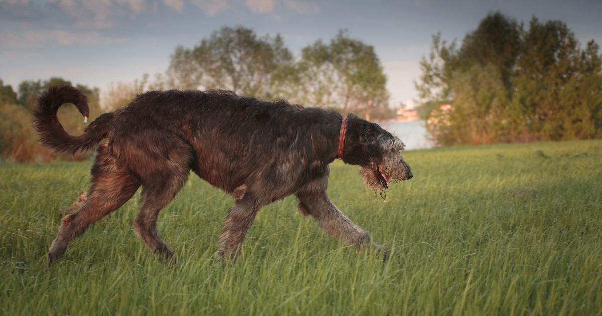 Vlkodav: Jak ho cvičit, krmit a jakou má povahu
