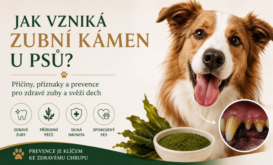 Jak vzniká zubní kámen u psů? Příčiny, prevence a jak mu předcházet