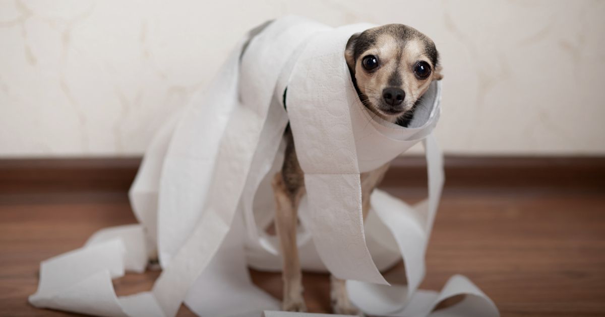 Zácpa u psa: Příznaky, příčiny a léčba
