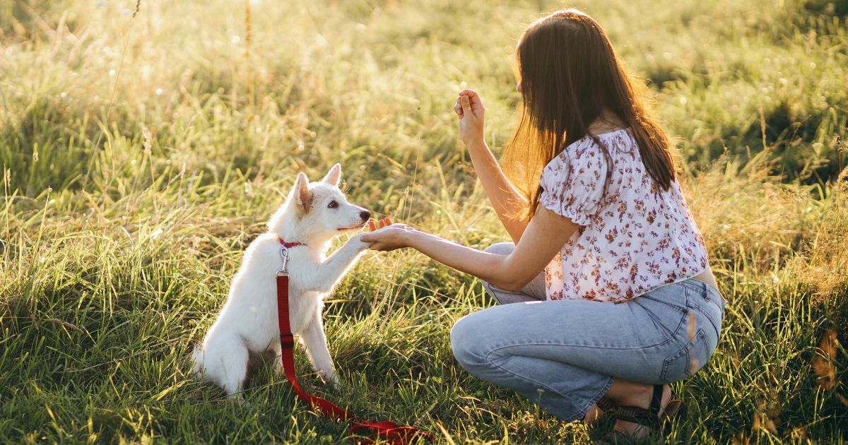 Jak vycvičit psa — základní povely sedni, lehni i přivolání