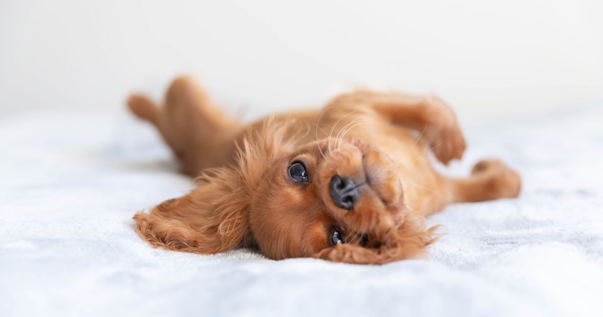 Základní výbava pro štěně: 15 tipů, co koupit