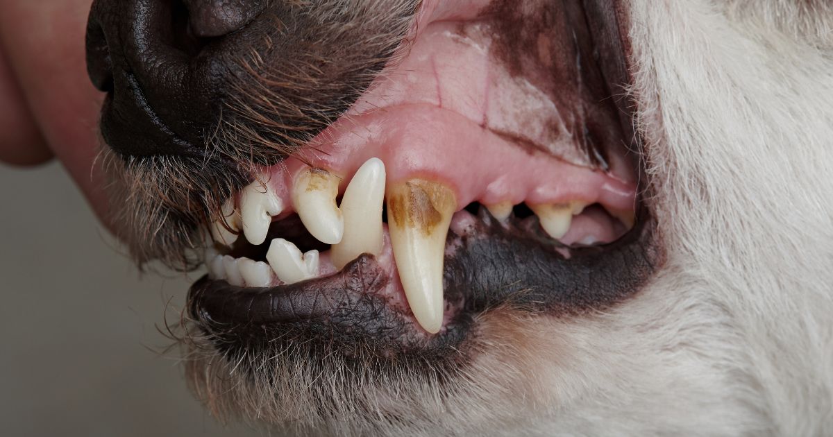 Jak poznat a léčit zánět dásní u psa