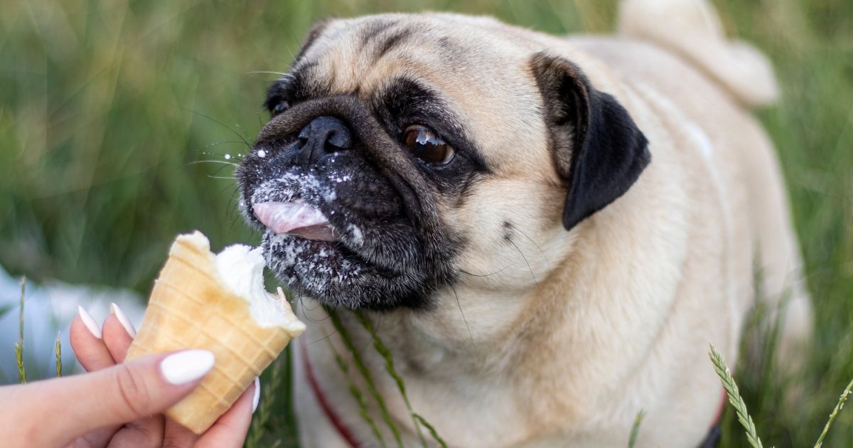 Recenze: Zmrzlina pro psy Yogupet