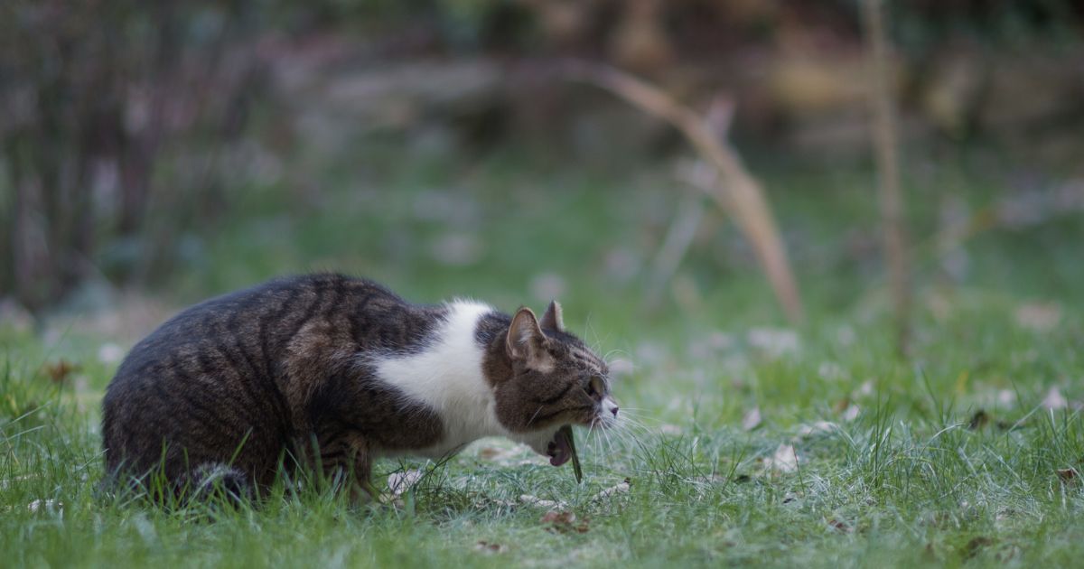 Zvracení u kočky: Co dělat, když kočka zvrací