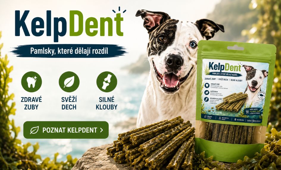 KelpDent