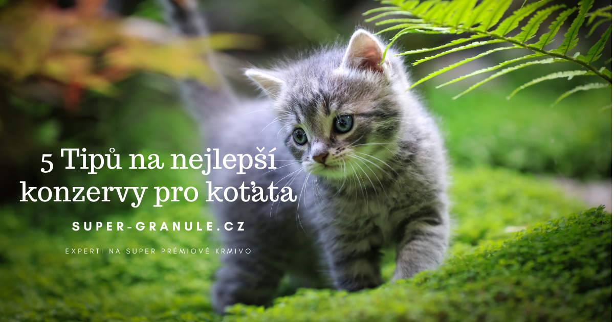 5-tipu-na-nejlepsi-konzervy-pro-kotata