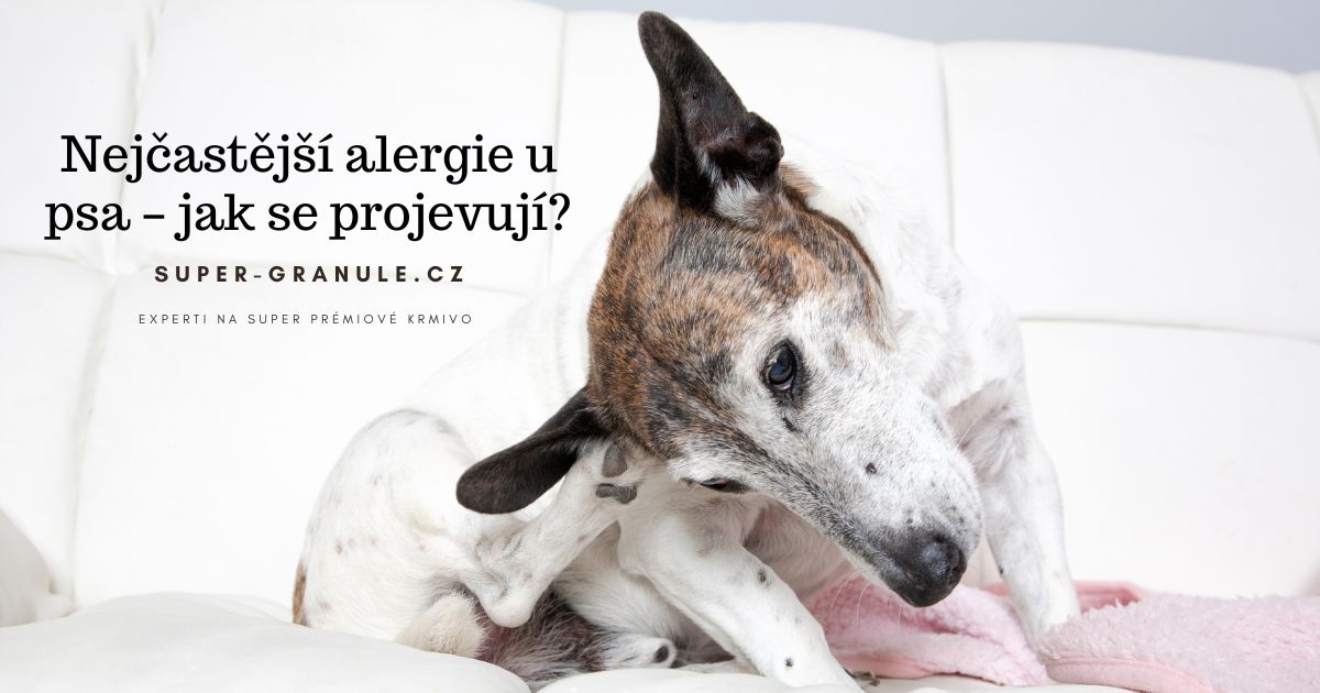 alergie-u-psa