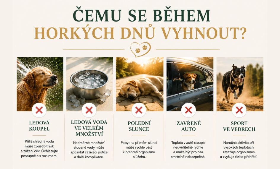 cemu-se-pri-ochlazovani-psa-vyhnout-02