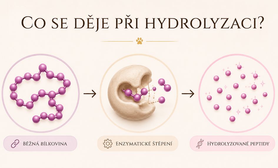 co-se-deje-pri-hydrolyzaci-bilkovin-edukacni
