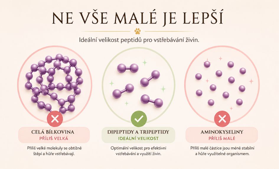 idealni-velikost-peptidu-pro-vstrebavani-zivin