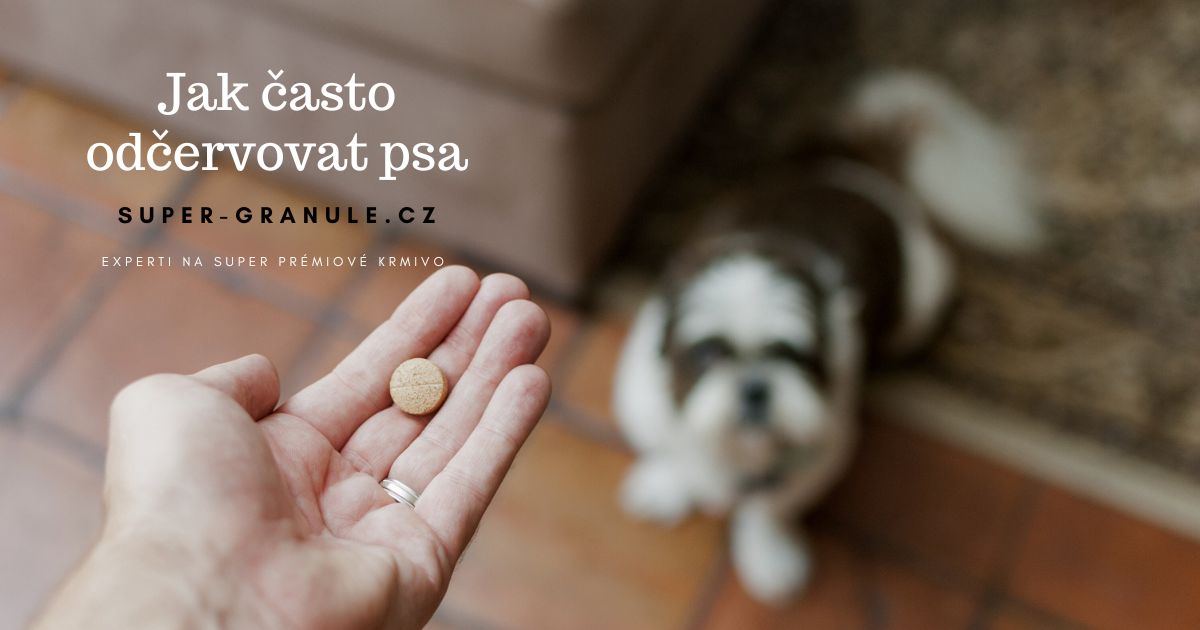 jak-casto-odcervovat-psa