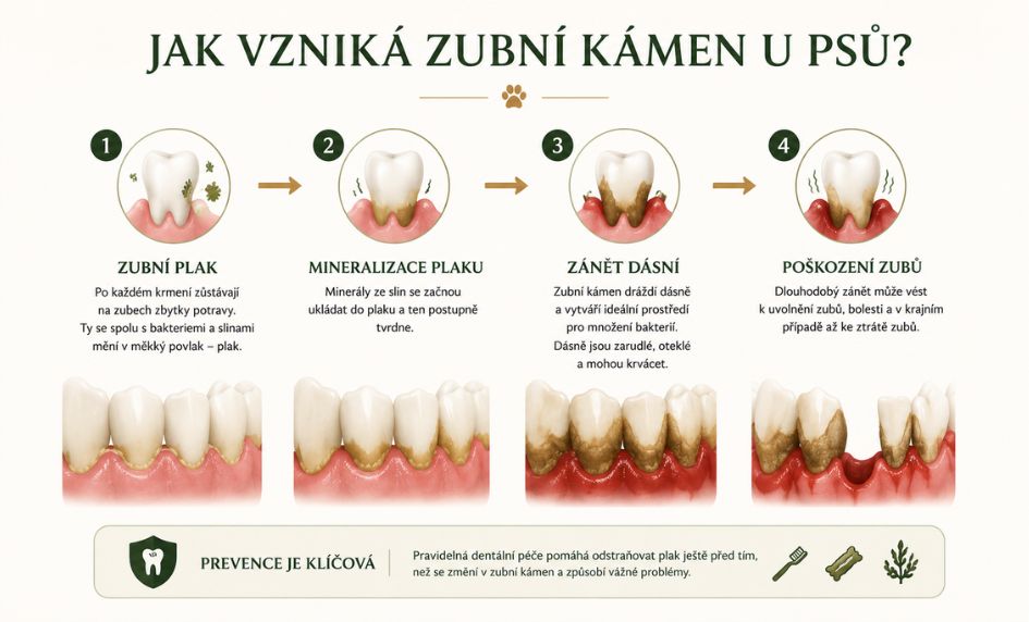 jak-vznika-zubni-kamen
