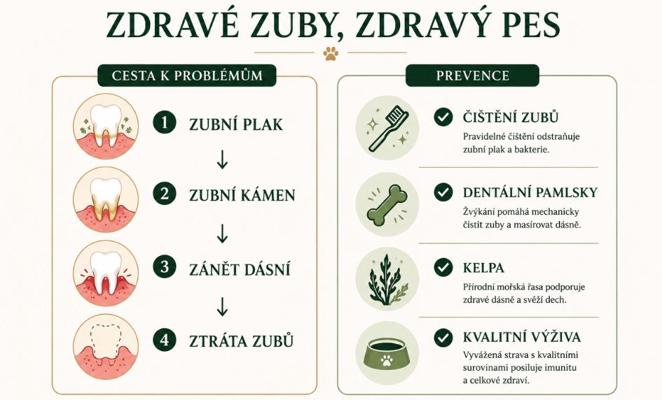 kelpa-zdrave-zuby