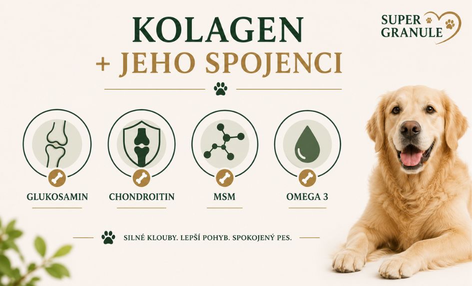 kolagen-a-kloubni-vyziva