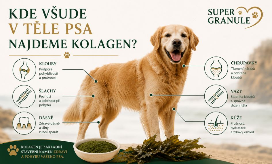 kolagen-kde-ho-v-tele-psa-najdeme