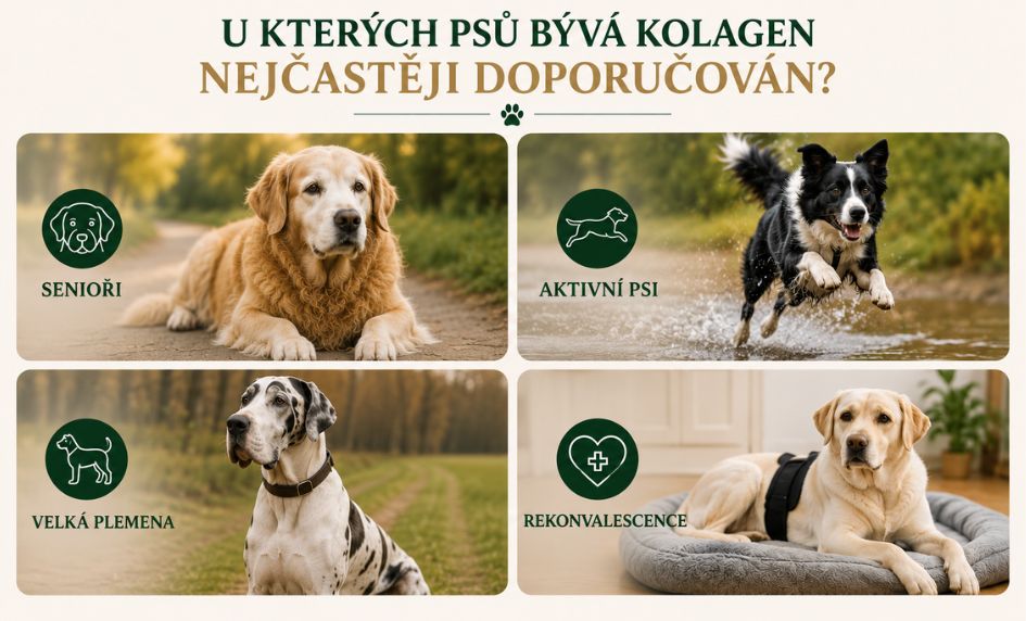 kolagen-pro-ktere-psy-benefity