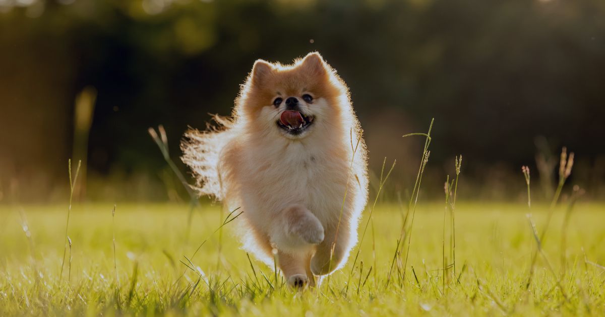 pomeranian-co-vedet