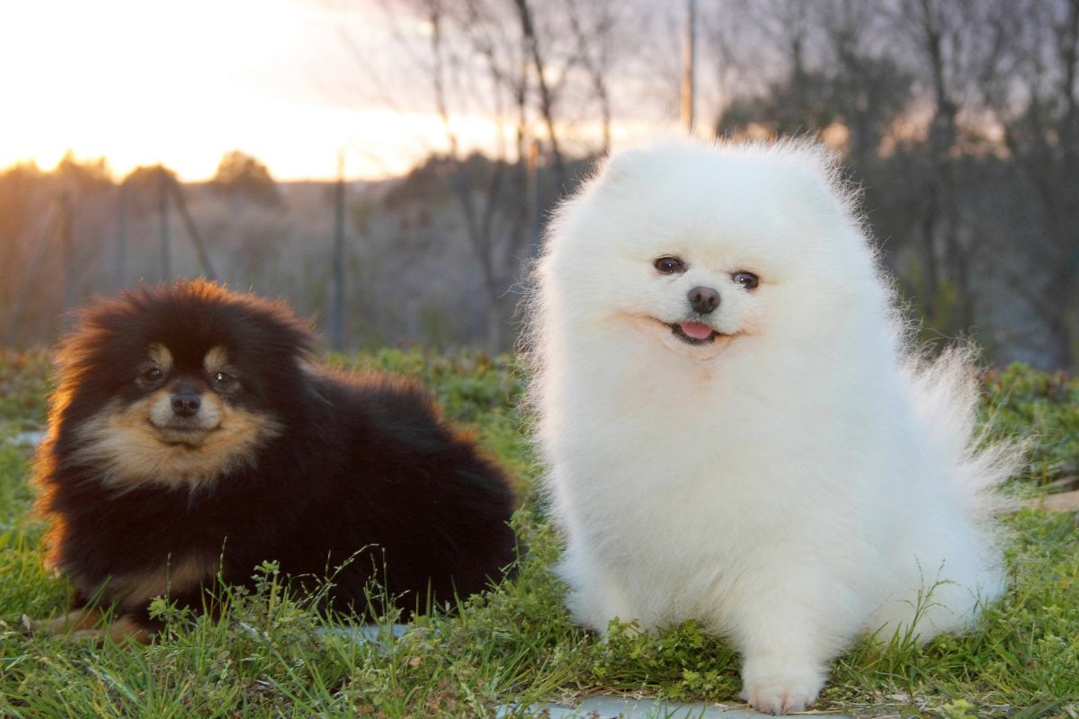 pomeranian-pes