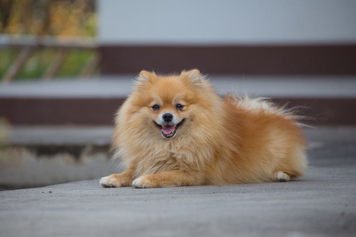 pomeranian-plemeno