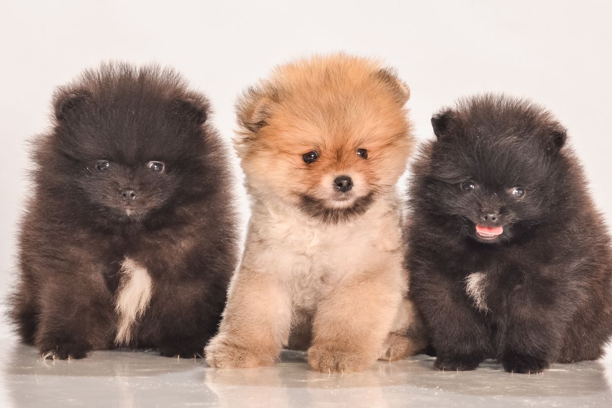 pomeranian-psi-plemeno