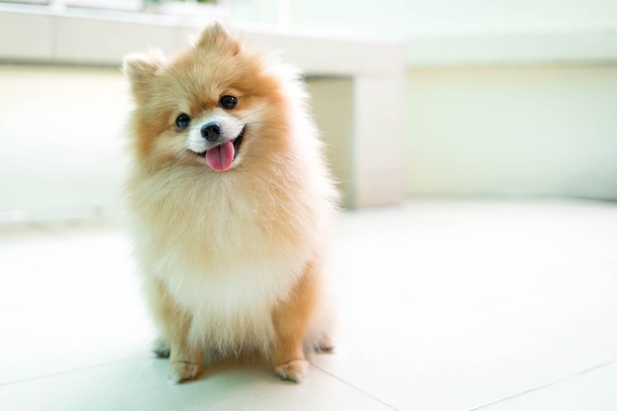 pomeranian