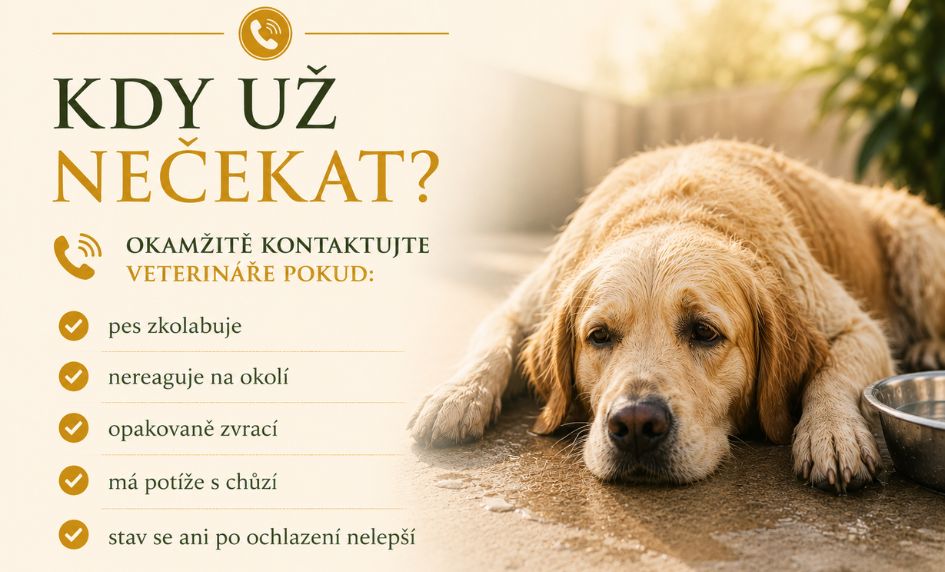prehrati-kdy-veterinar-blog