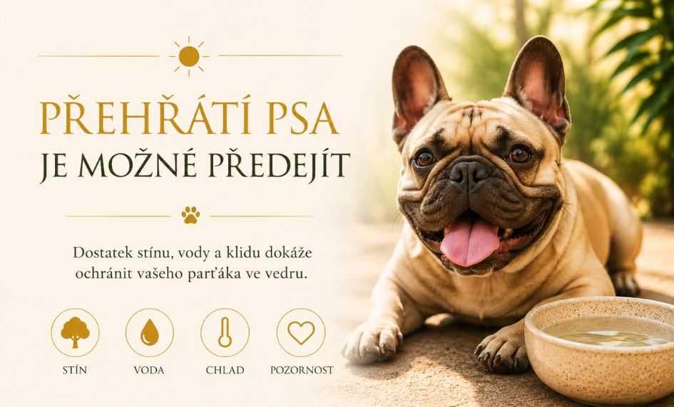 prehrati-psa-jak-predejit-blog