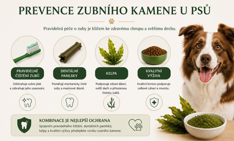 prevence-zubni-kamen